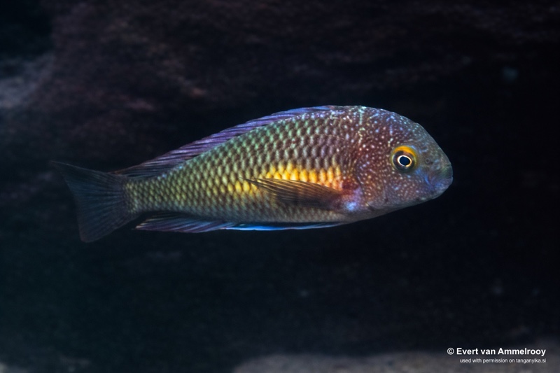 Tropheus moorii 'Lufubu South' (Kasenga)